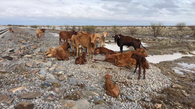 Exhausted cattle stand shellshocked at Eddington, Julia Creek, in the aftermath of the flooding disaster. 