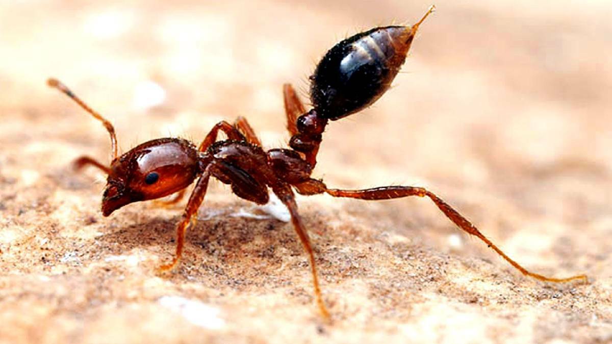 A new fire ant information system is over budget and overdue.