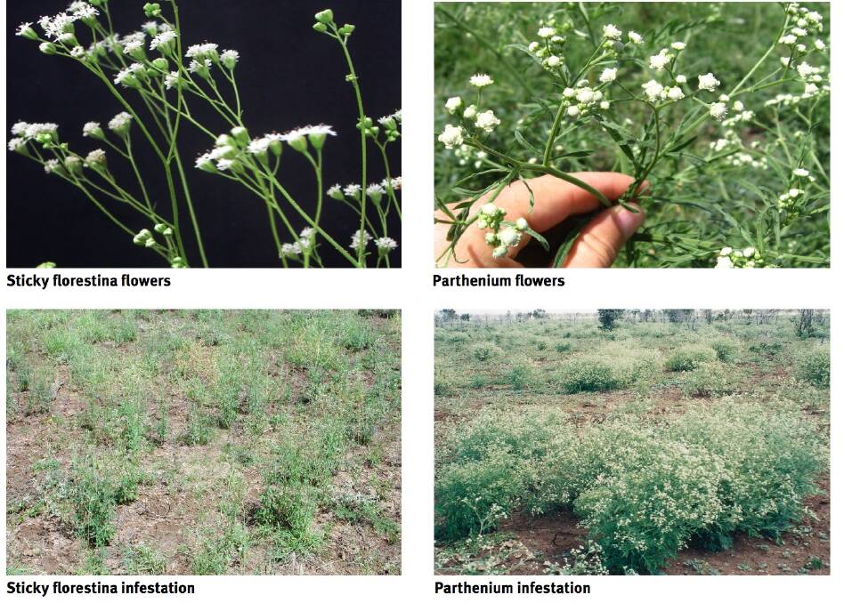 A comparison of sticky florestina (left) and parthenium weed (right). SOURCE: Department of Agriculture and Fisheries.