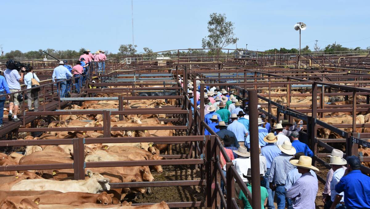 There was a strong crowd at the Longreach sale yards on Friday, as AACo offered 6000 steers in a special store sale. 