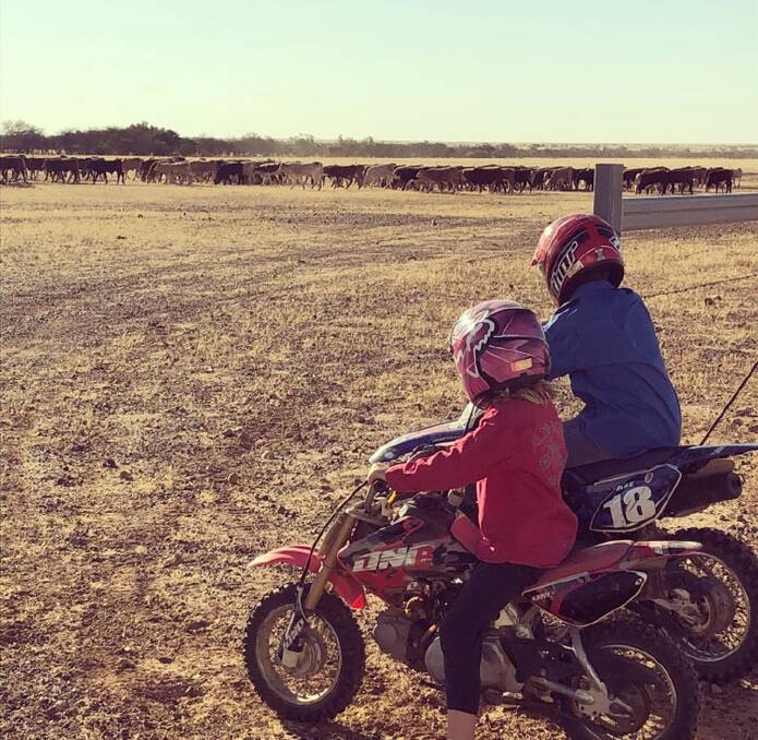 Hadley and Hudson check out the cattle on their property. 