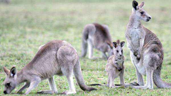 Commercial incentives for landholders would help manage kangaroo populations while having an economic payoff, says Dr George Wilson. 