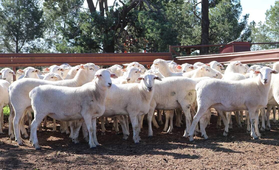 The scanned-in-lamb August 2020-drop Tattykeel Certified Australian White commercial ewes from Colin Adler, West Wyalong, which sold for $988 on AuctionsPlus on Tuesday. Photo: QPL Rural - Property and Livestock