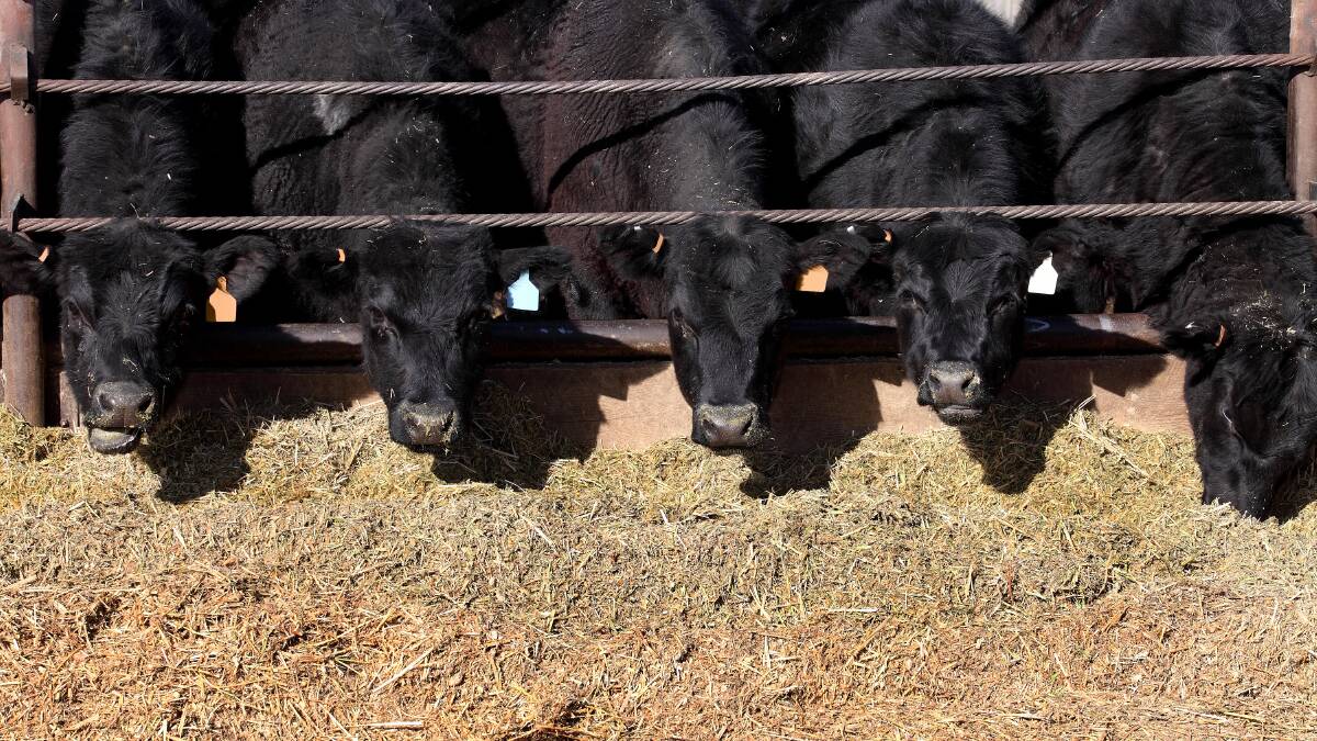 Grain prices continue to struggle despite record numbers of cattle on feed