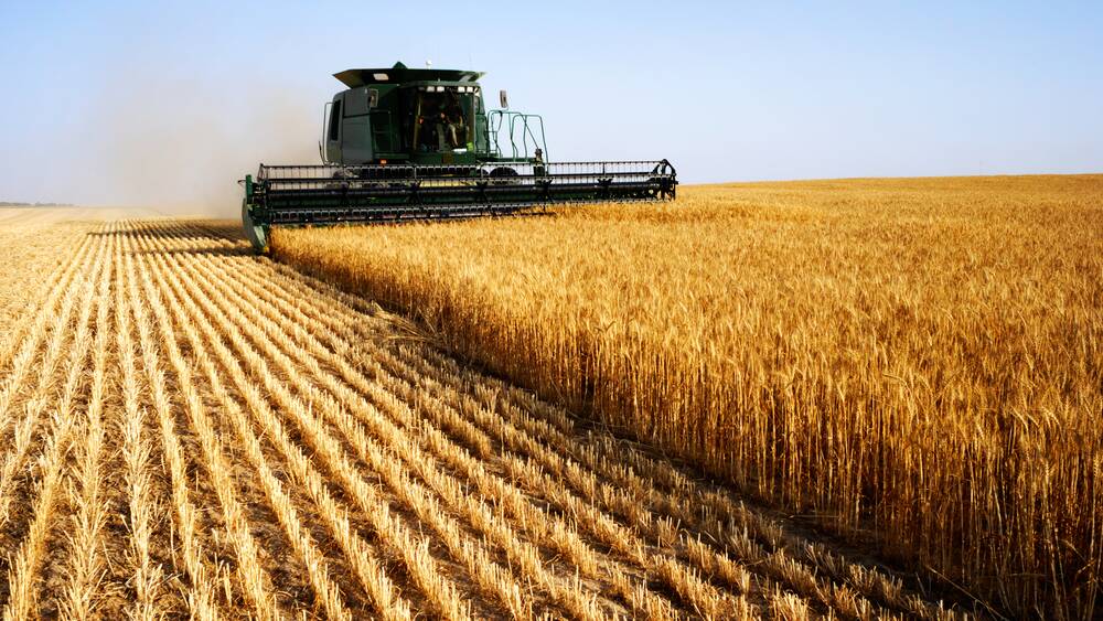 Grain prices slide as growing global supplies weigh on markets