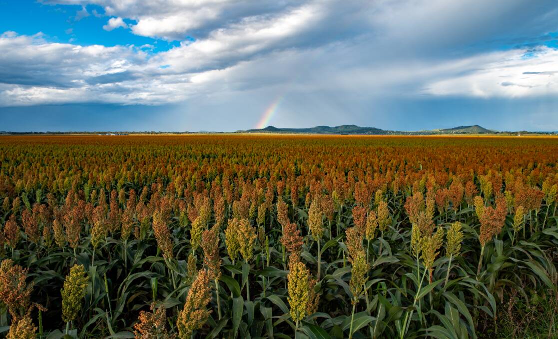 The rain that fell across the western and central Darling Downs last week will further delay sorghum harvest. Picture by Brandon Long
