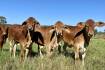 Limited vaccine supply for three day sickness a "serious concern" for graziers
