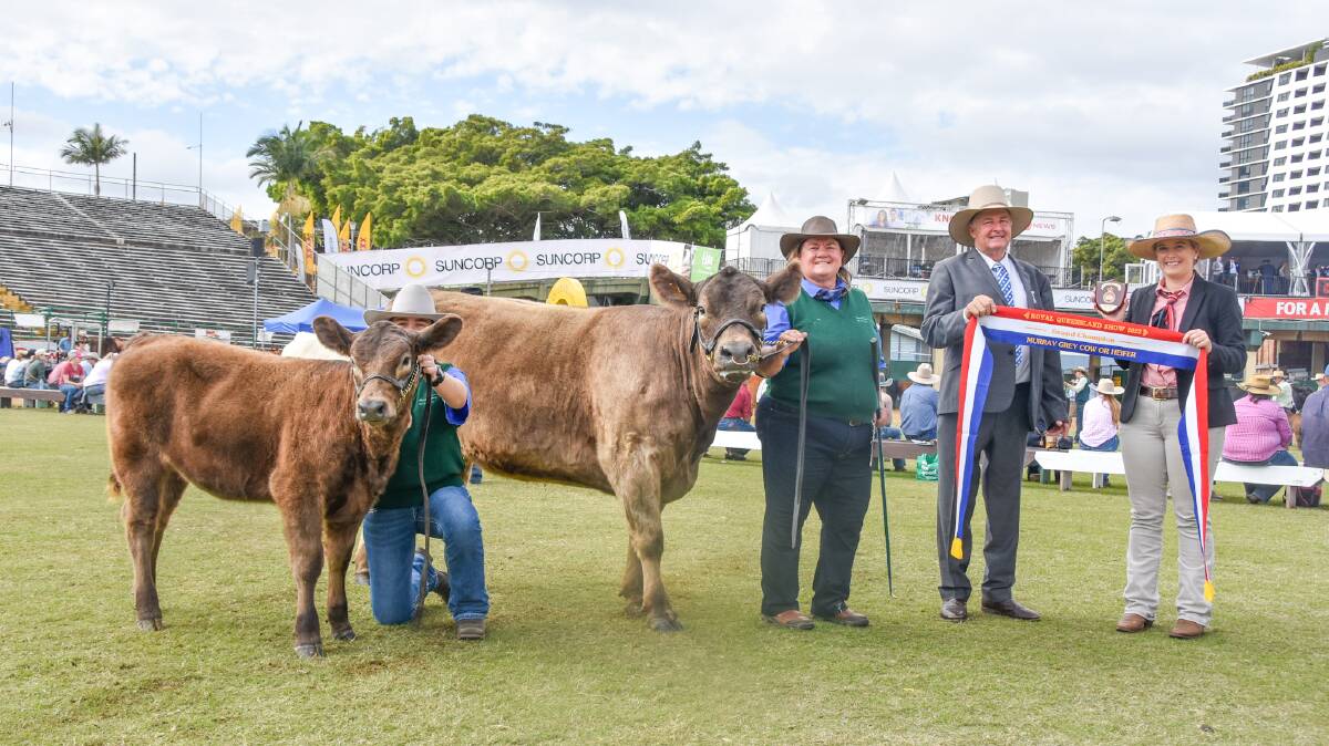 Grand champion female Murray Grey, Hideaway Park Felicity (PB), exhibited and handled by Wendy Mcdonald, Hideaway Park, Grafton, Grace Carr, judge Peter Falls, and presented an award by Eliza Connors, Elders Studstock, Rockhampton. 