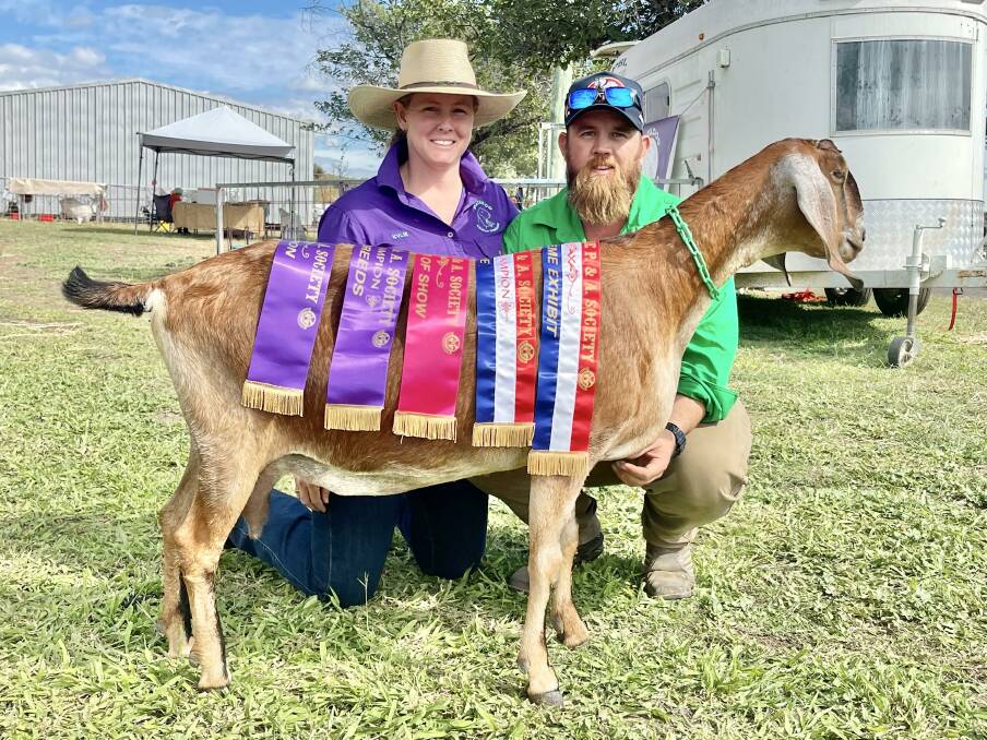 Champion Dairy Goat exhibit R142 Datadoo Playboy's *Q*3, pictured with and exhibited by Leo Thompson and Kylie Hopkins of Datadoo Anglo Nubians, Rockhampton. Picture: Ben Harden