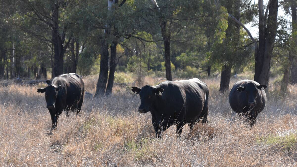 The Collins family run up to 300 Brangus Angus breeders. Picture: Ben Harden 