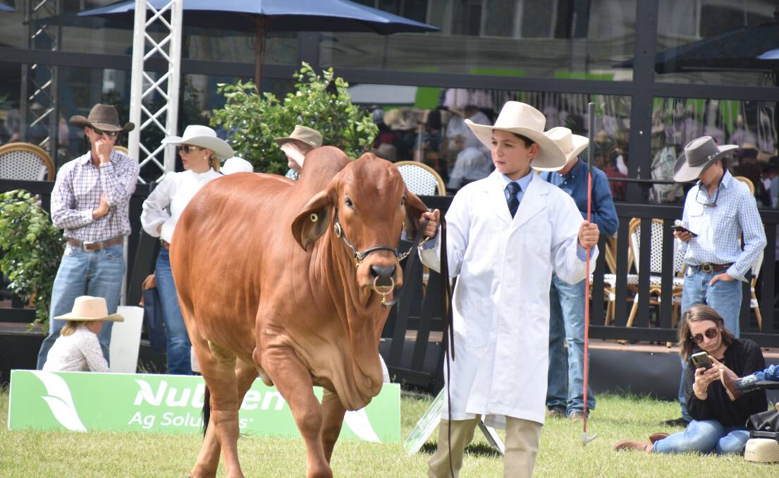 George Streeter with his red Brahman heifer, Fairy Springs Estella, in the champion parader finale. Picture: Ben Harden 
