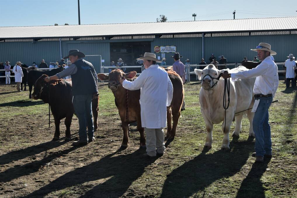 These three led steers were the runners up behind Maverick. 