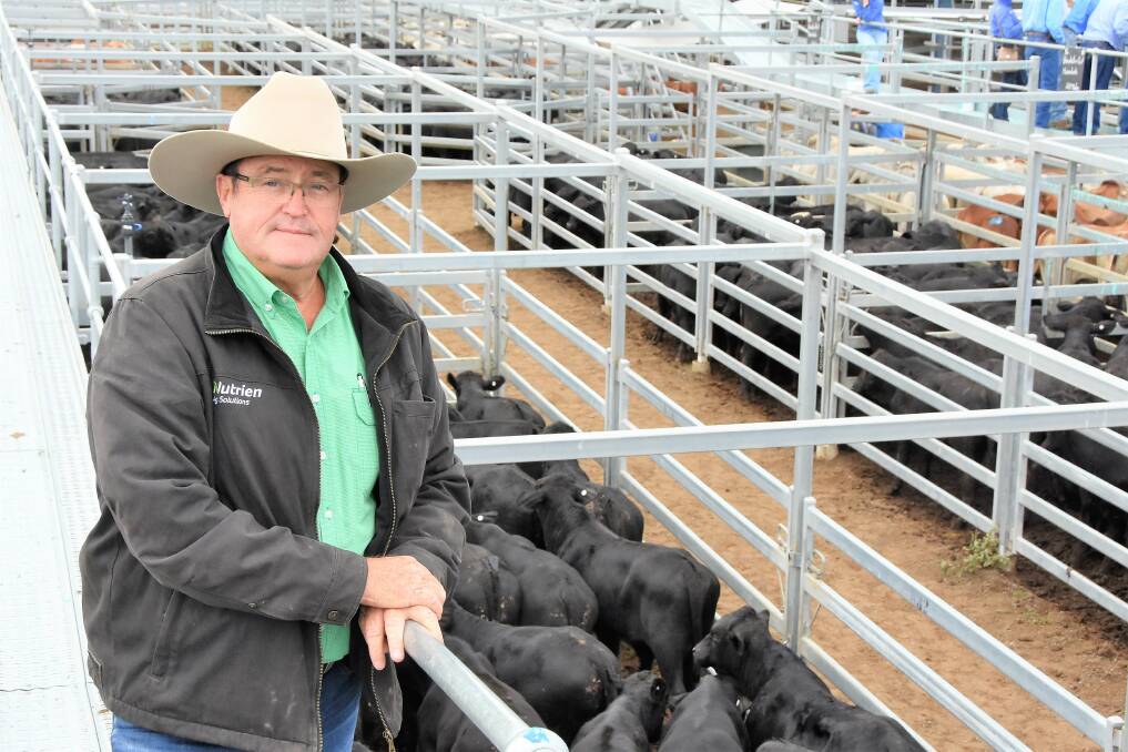 Nutrien Mackay Livestock's Paul Cooper, with a Brookstone Pastoral Company, Nebo, offering of 304 Brangus Mickey bulls which sold for 655c/kg and weighed 253kg to return $1660/head. 