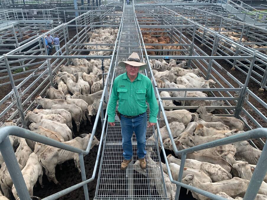 Julian Laver, Nutrien Ag Solutions Rockhampton, with some of the cattle offloaded by Gavin Scott, Rosetta Grazing, Collinsville, at CQLX last week.