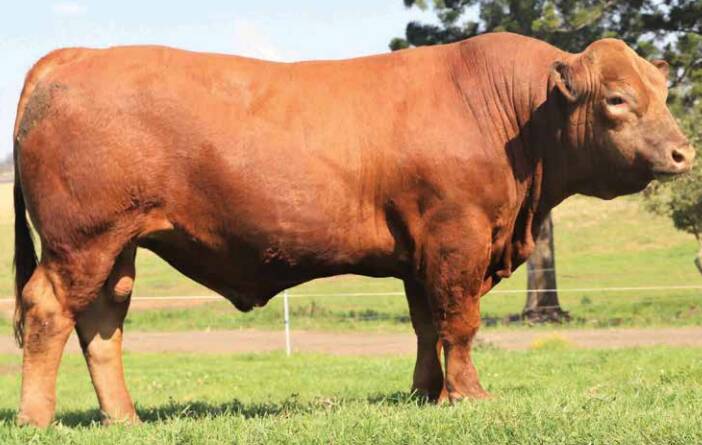RED FACTOR: Top price bull Glenlea Lannister Q405 (P) (R/F) had the sire appeal, coat colour and growth figures to back him in the ring on the day. Photo supplied. 