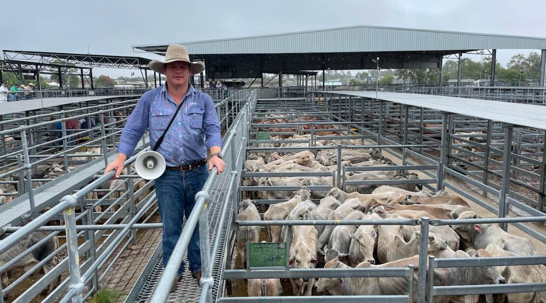 Matt Pearce of GDL Emerald, with a run of 200 Brahman steers, drawn from Lawn Hill Riversleigh Pastoral Holding Co, Mt Isa, which sold to a top of 296c/kg. Picture supplied. 