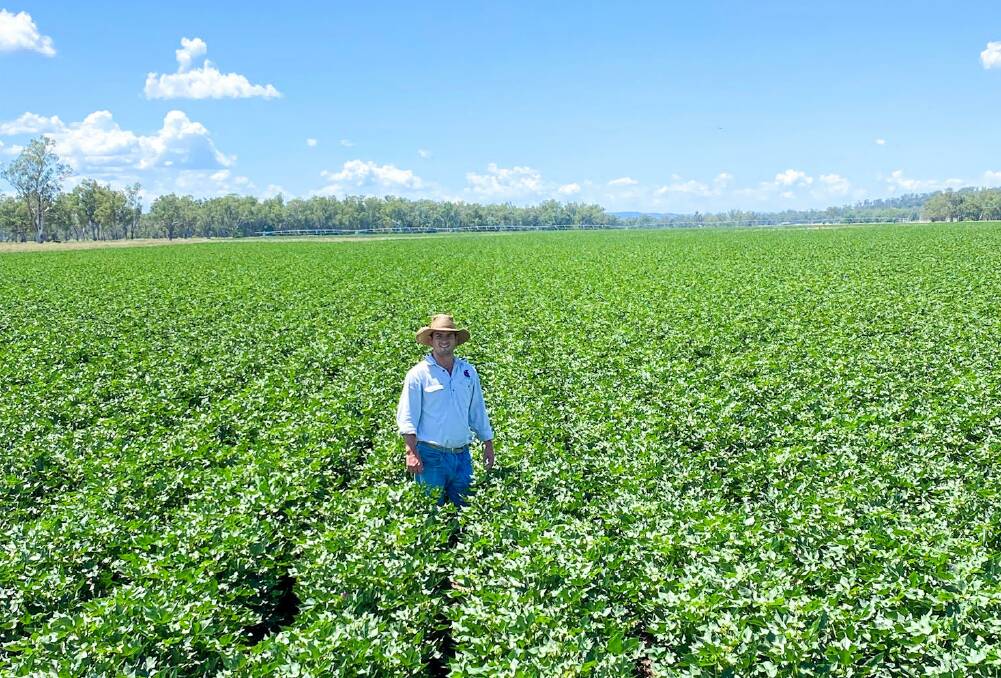 The Rush family have planted 175 hecatres of irrigated cotton this season. 