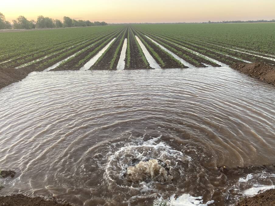 Comet district cotton grower, Neek Morawitz, planted the two Bollgard varieties - 748 B3F and 746 B3F, in August. As in other years, the crop has been irrigated but in-crop rain would beneficial. 
