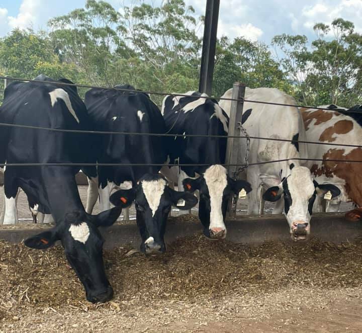 Bevandale runs around 200 milkers, including 110 Holsteins. 