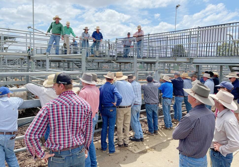 Combined agents yarded 1900 head of cattle for the Emerald sales on Thursday, with forecasted rain seeing the competition solid across both prime and store categories. 