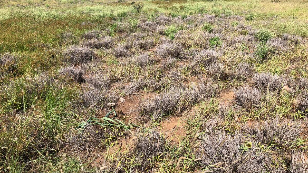 Land affected by pasture dieback in Central Queensland. Picture supplied by DAF. 