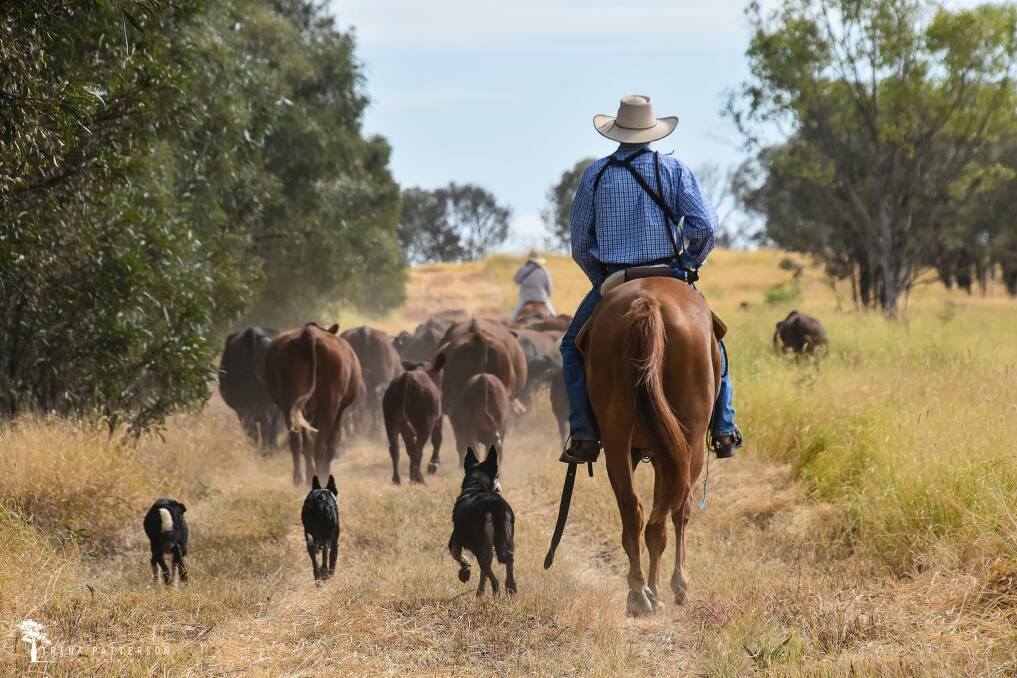 Tim Patterson at his Bottle Tree Downs property, using low stress principles while mustering the herd. Picture by Trina Patterson Photography