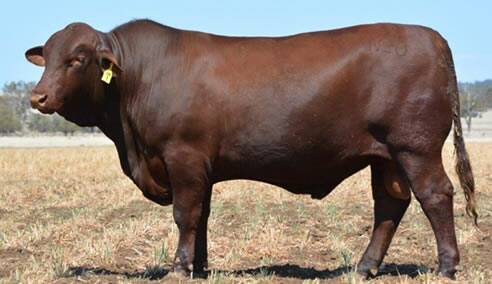 The $34,000 Santa Gertrudis bull Rosevale Nautical N20 had the most registered progeny for his breed in 2022, registering 77 in total. Picture supplied. 