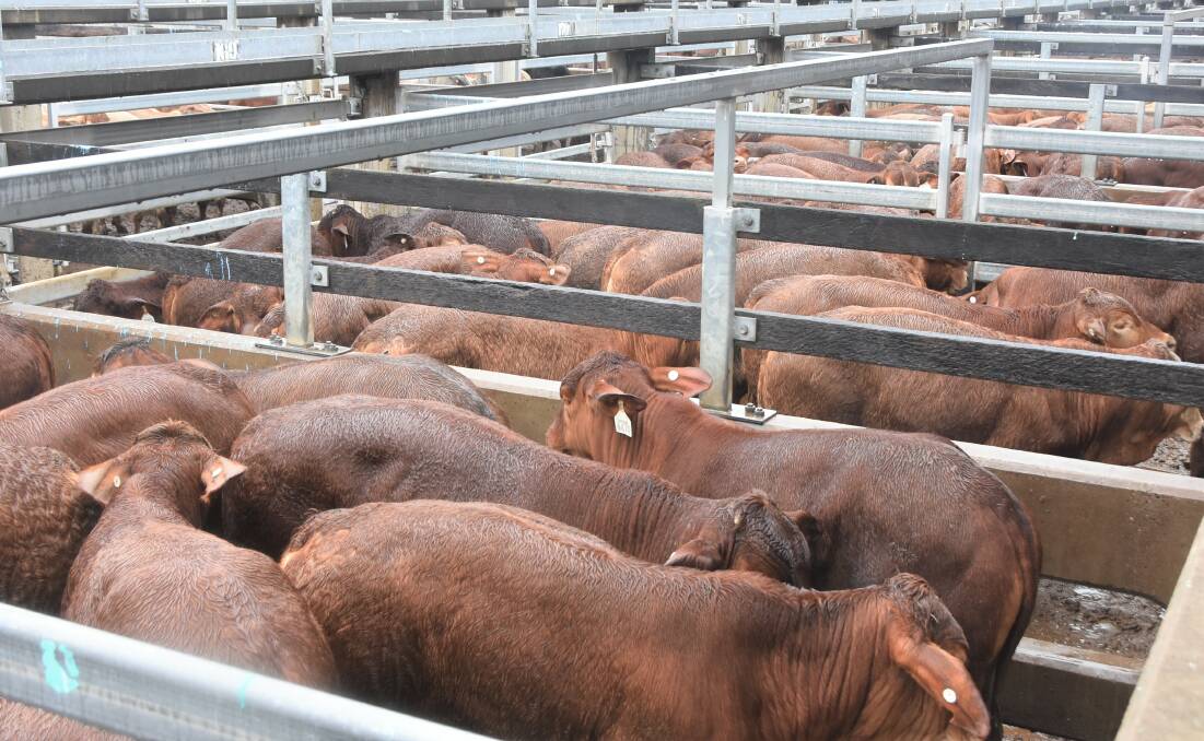 The Davidson family of Roper Downs offloaded 277 Charbray cross steers. 