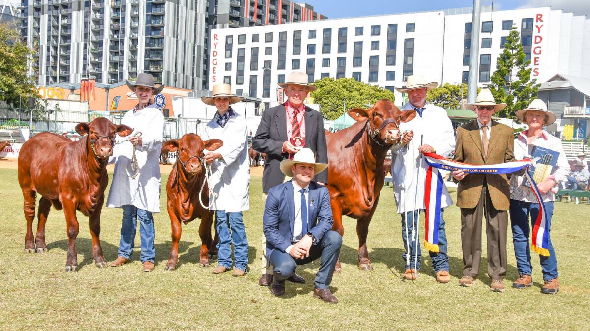 Grand champion Santa Gertrudis female, Yarrawonga Kandy R499 (P), exhibited by Andrew Bassingthwaighte (not pictured), and led by Brett White, Megan Kiause, and Cody Voss, with Blake Munro, Elders Studstock, Toowoomba, judge Ben Noller, Palgrove, and sponsor Wendy Ferguson, Nobby. Picture: Ben Harden 