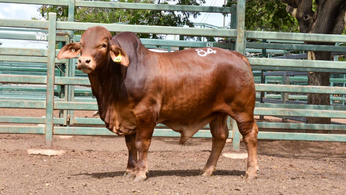Sale top price bull, Rondel Drip Torch. Picture: Ben Harden 