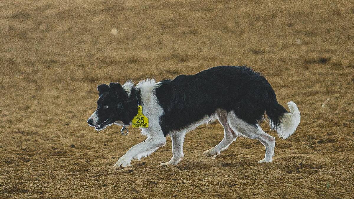 SALE TOPPER: A Border Collie female working dog sold for a sale record $23,000 on Sunday in Gracemere. Photos: JEM Photography 