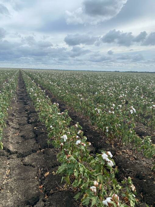 It has been a tough season for those in the Central Highlands growing cotton, with a hot and dry summer. Picture: Molly Keeley