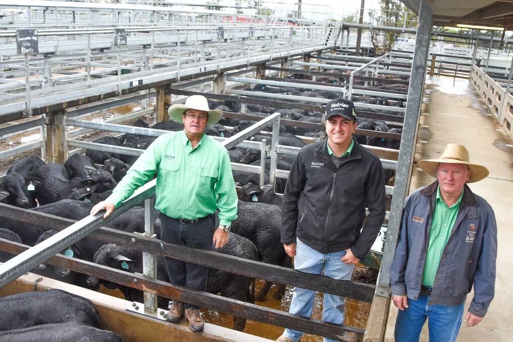 Nutrien Livestock's Paul Cooper, Mackay, Sam Moy and Julian Laver, Rockhampton, with a Brookstone Pastoral Company, Nebo, offering of 206 Brangus steers which sold to average 597.8c/kg, weigh 275kg, to return $1649.76/hd. 