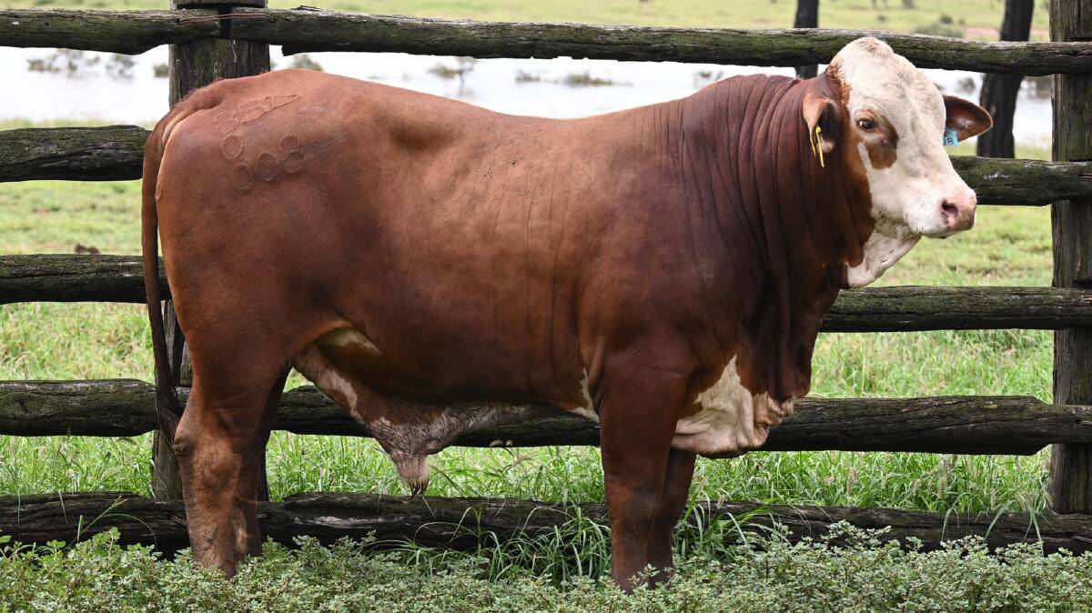 Top price bull Bendemeer BEN20R008 had the sire appeal and the growth figures to back him on the day. 