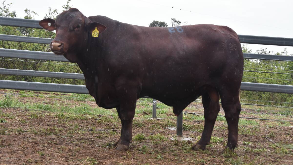 A homozygous bull, Cree Nacho S128 (PP) sold for a on-farm stud record price of $47,500. Picture by Ben Harden 