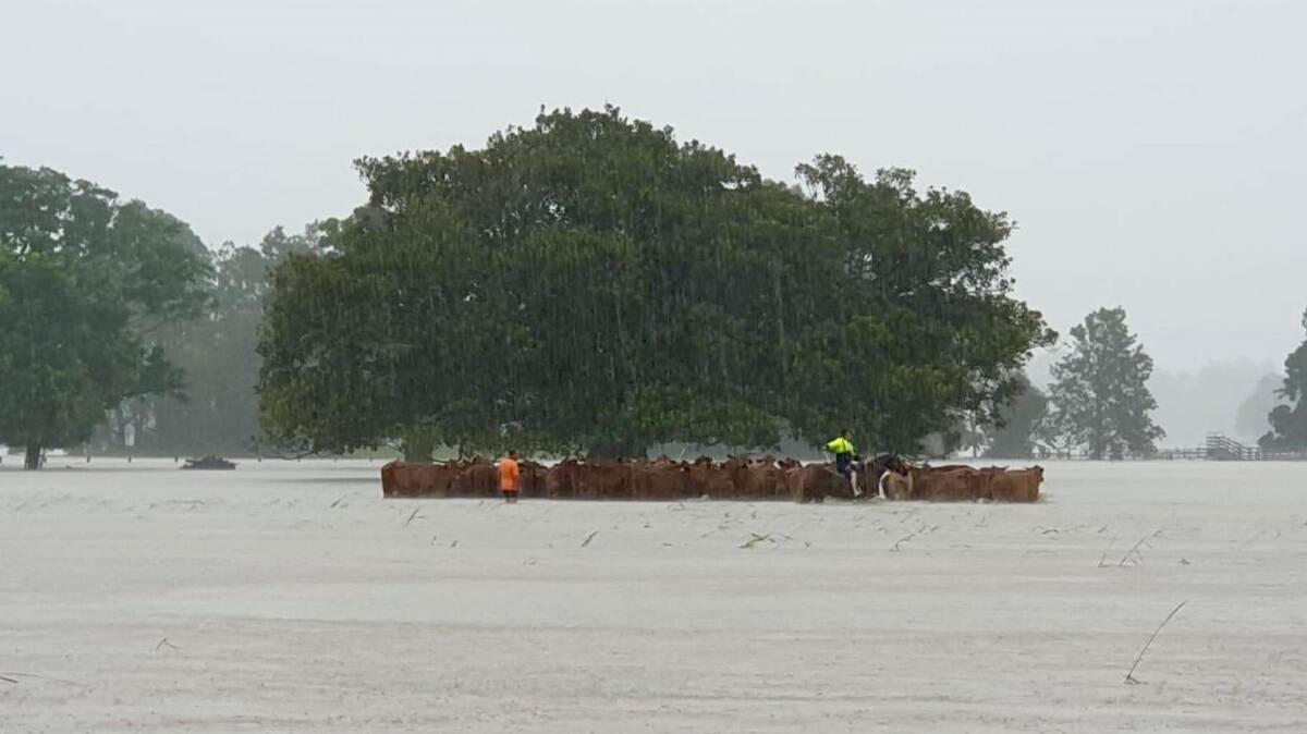 Replacement heifers belonging to Brett and Leanne Warne from Jembrae Droughtmasters in Casino, were evacuated to higher gorund, after they were trapped behind a fence in rapidly rising floodwaters. Photo: Droughtmaster Australia 