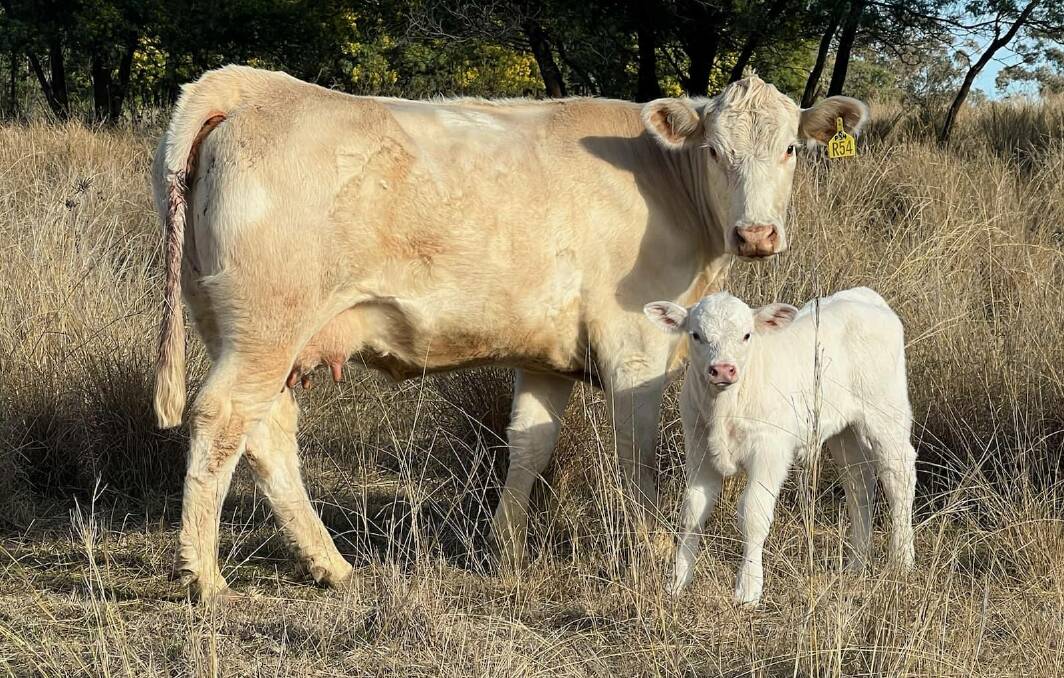 The first bull calf from the $265,000 record Charolais bull, Moongool Revolution, have been born at 4 Ways Charolais stud, Inverell, NSW. Picture: David Whitechurch 