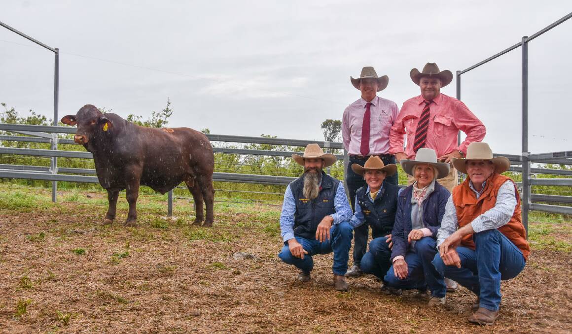 Second top price bull, Cree Papalii S168 (PP), with Cree Santa Gertrudis stud principals Shaun and Jo McGuigan, Andrew Cavanagh, KellCo Livestock, Randell Spann, Elders Studstock, and repeat buyers Sheryl and Russell Purvis, Waterford, Capella.