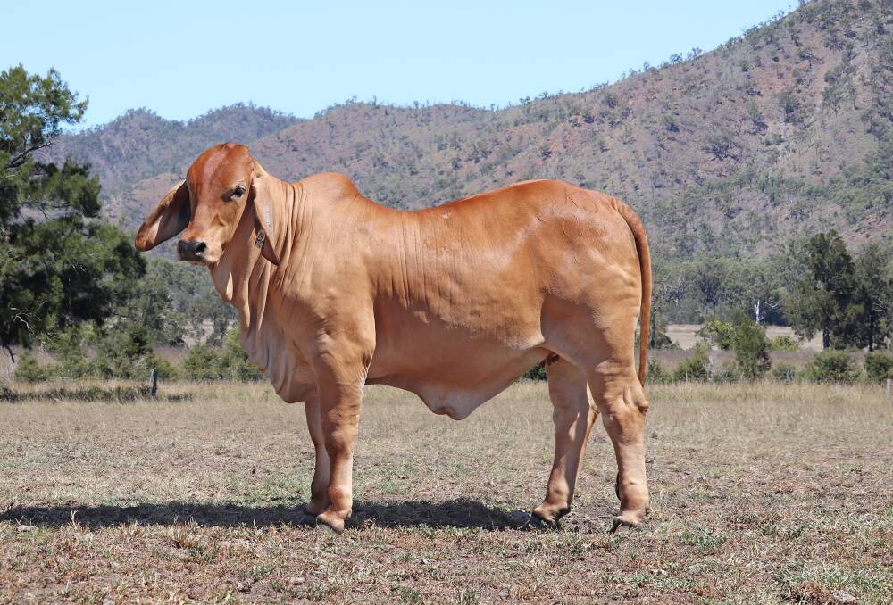 TOP RED: Beth Streeter, Palmvale Brahmans, sold 15-month-old red heifer Palmvale Miss Prince 4044 (H) for $11,000 to buyer John Collins. 