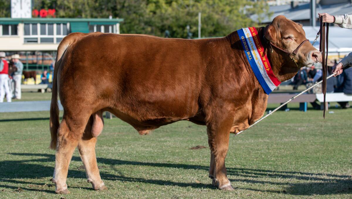 Kael's grand champion Gelbvieh bull, Louanneley Scooter. Picture: Emily Hurst 