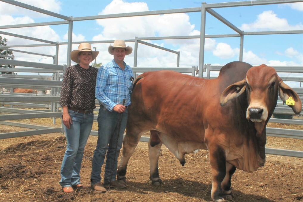 NEW VENDORS: Jessica and Innes Fahey, Rocky Creek, Copmanhurst, NSW, offered their draft of two Bizzy F red bulls, including the 26-month-old Bizzy F Red Rock (PS) that sold for $12,000 to Tracey Conroy.