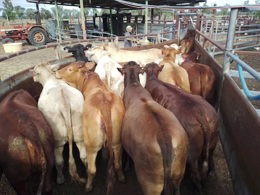 Final weigh-in of the grainfed steers and trade heifers for the Callide Dawson Beef Carcase Competition. Picture: Mike Bradshaw 