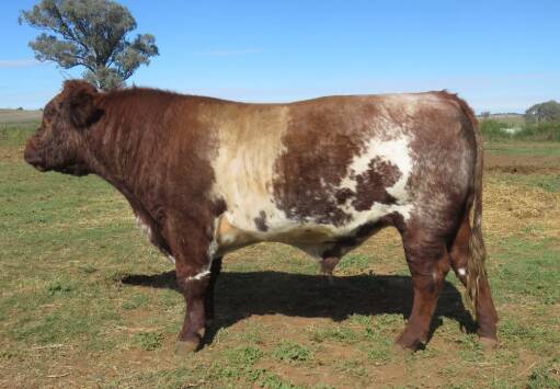Second top price honours went to Royalla P323, who sold for $14,000. 