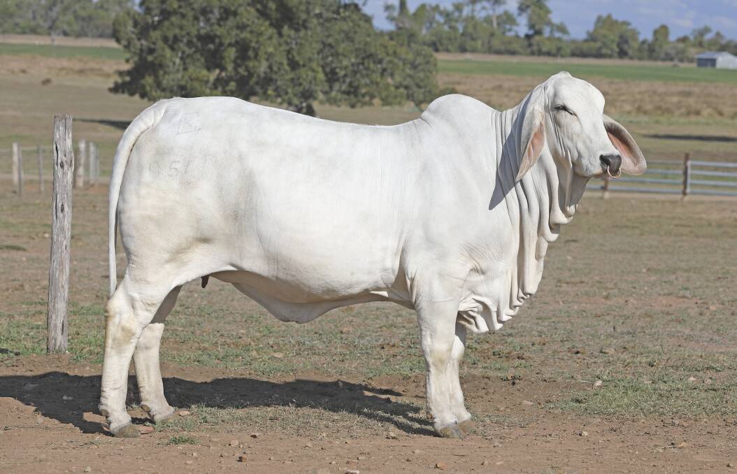 TOP FEMALE: Ken and Wendy Cole, Kenrol Brahmans, Gracemere, attracted the $30,000 top money with their outstanding grey heifer Kenrol Cholie 0548 (IVF) (PP) at the Great Eastern Female Sale in Rockhampton last Monday. Photo: Kent Ward