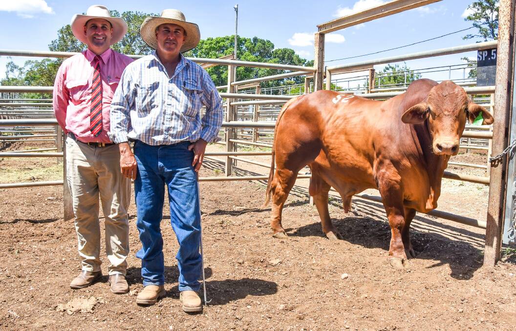 Elder's Anthony Ball and first time vendor Dave Smith, Vale View Droughtmasters, and equal $26,000 top price bull Vale View Denzel 2 (P). 