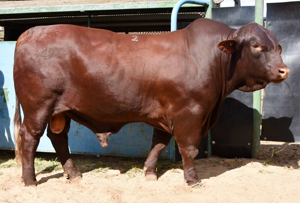 TOP OF THE DRAFT: Homozygous polled bull Moongana Ollie 3494 (PP), was the second heaviest bull to enter the sale ring on the day. Photo: Ben Harden