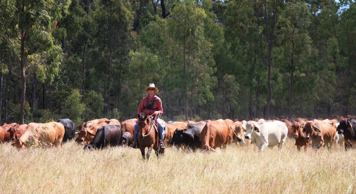 Beef boom: Wombinoo Station manager Dean Jonsson and his family supply over 500 head of cattle to the family's Jonsson's Farm Market Cairns store. Photos: Emmalee Jonsson 
