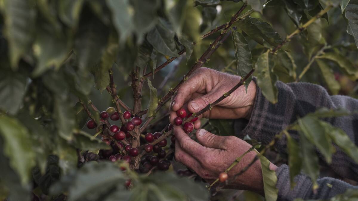 Coffea arabica, also known as the Arabic coffee, is currently the dominant cultivar, representing about 60pc of global coffee production. Photo: Josh Robenstone