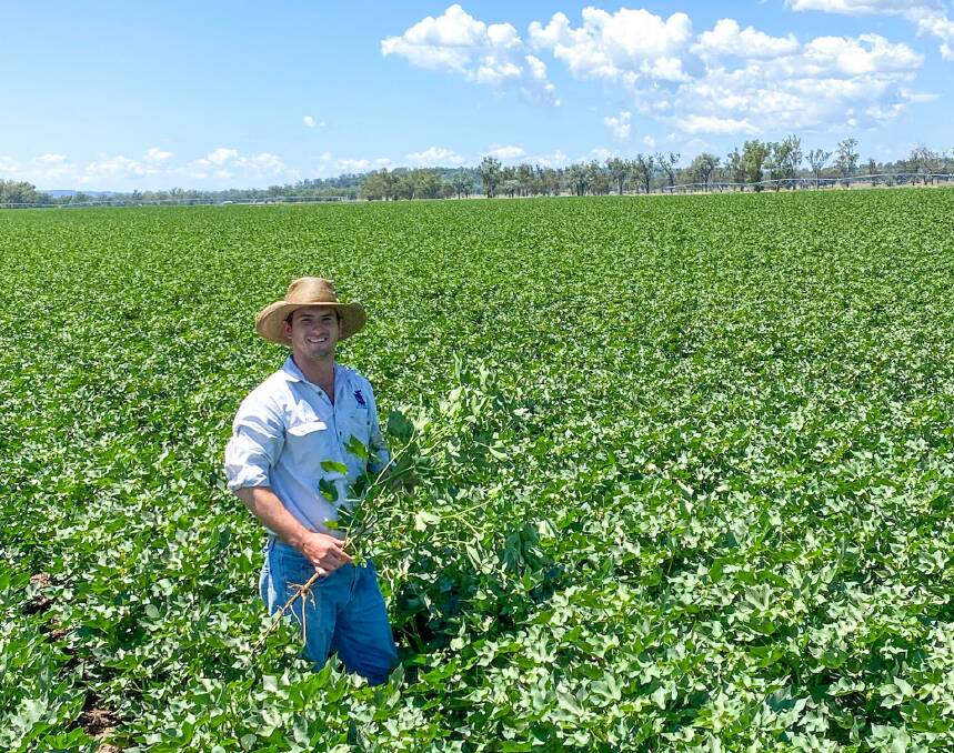 RH Holdings director Dennis Rush in his irrigated cotton crop, just outside of the township of Texas, on the Queensland and NSW border. Pictures supplied