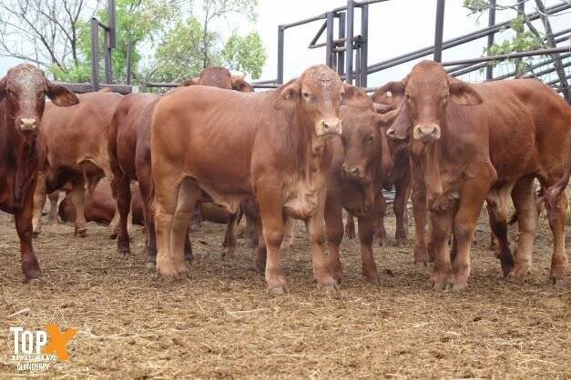 The 204 quality vendor bred milk tooth purebred Droughtmaster steers averaged 318kg. Pictures: TopX Cloncurry 